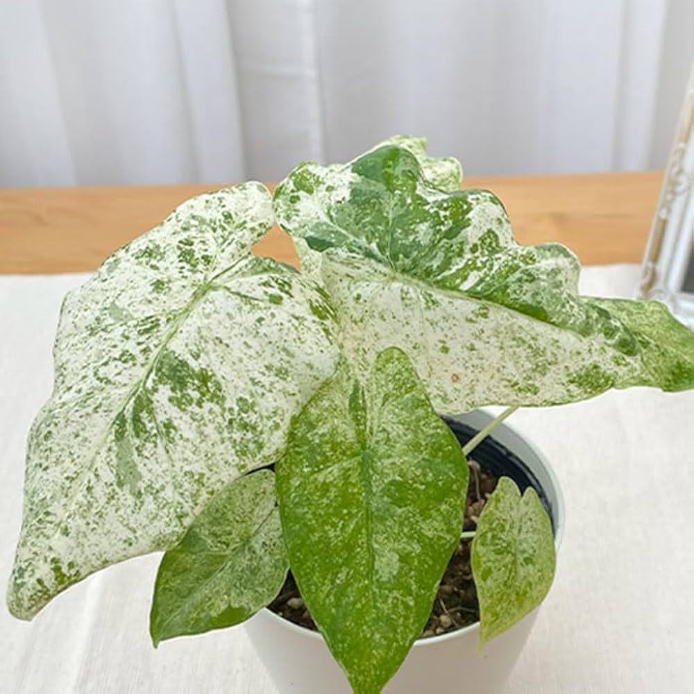 アロカシア オドラ バティック 斑入り(一株から子株9)個 アロカシア オドラ バティック 斑入り(一株から子株9)個